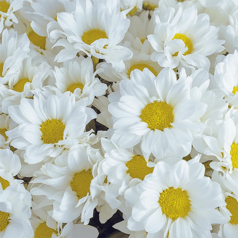 Букет из 15 ромашковых белых хризантем
