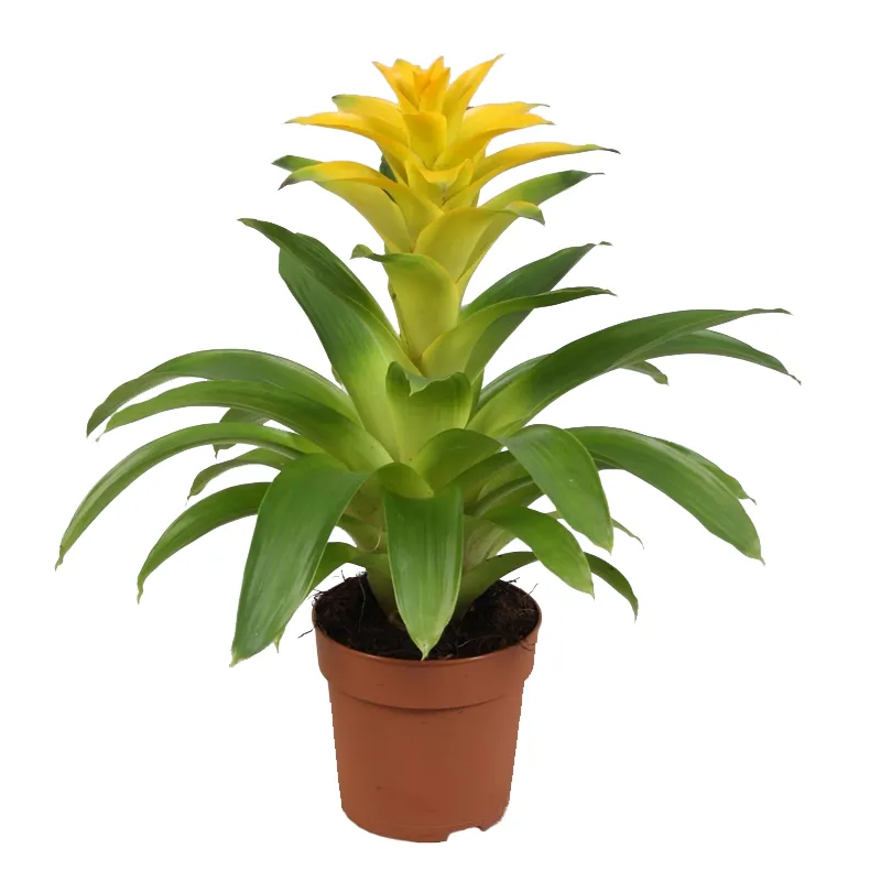 Горшечная гузмания желтая