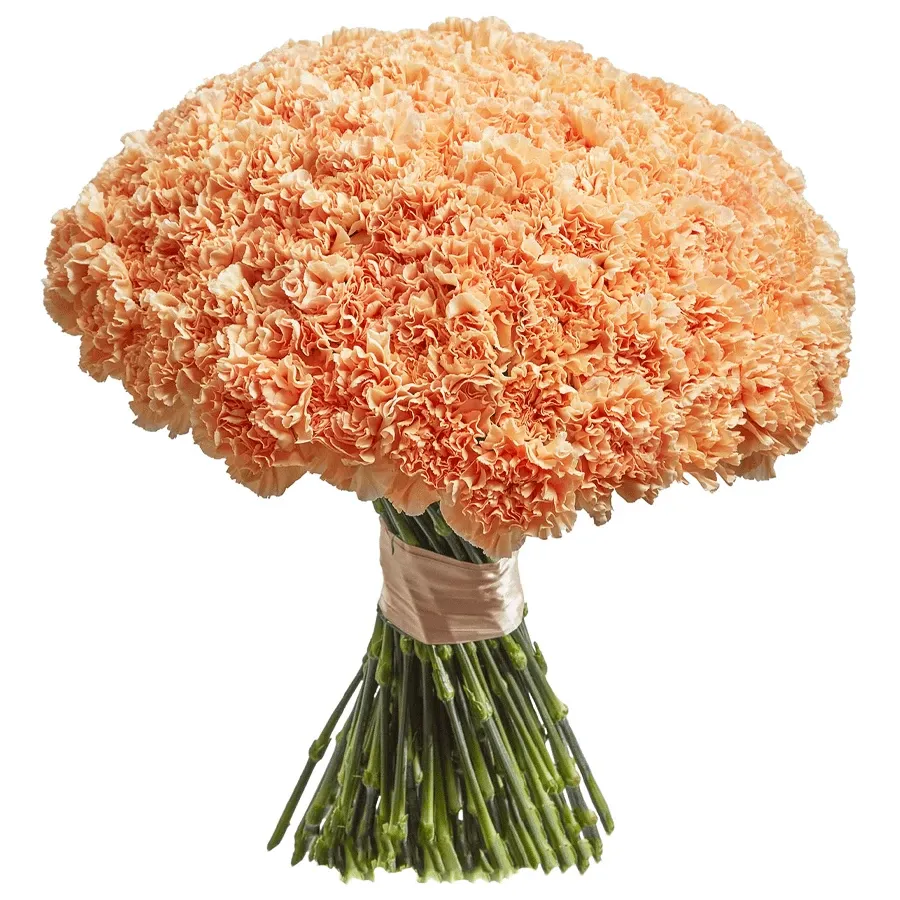 Гвоздика кремовая